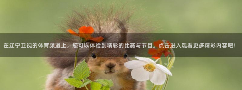 斗球nba直播：在辽宁卫视的体育频道上，您可以体验到精彩的比赛与节目。点击进入观看更多精彩内容吧！